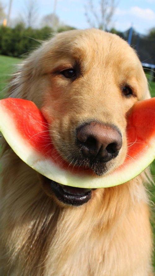 娱乐吃瓜懒猫儿,轻松解码娱乐圈热点