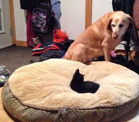 娱乐吃瓜酱狗窝