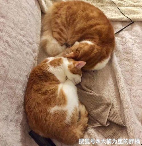 娱乐吃瓜酱内向的小猫,内向小猫的娱乐吃瓜日常