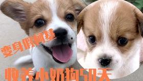 娱乐吃瓜酱柯基